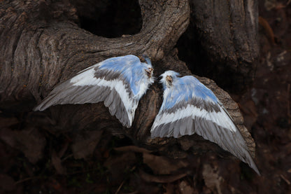 Dry Preserved Parakeet Wings