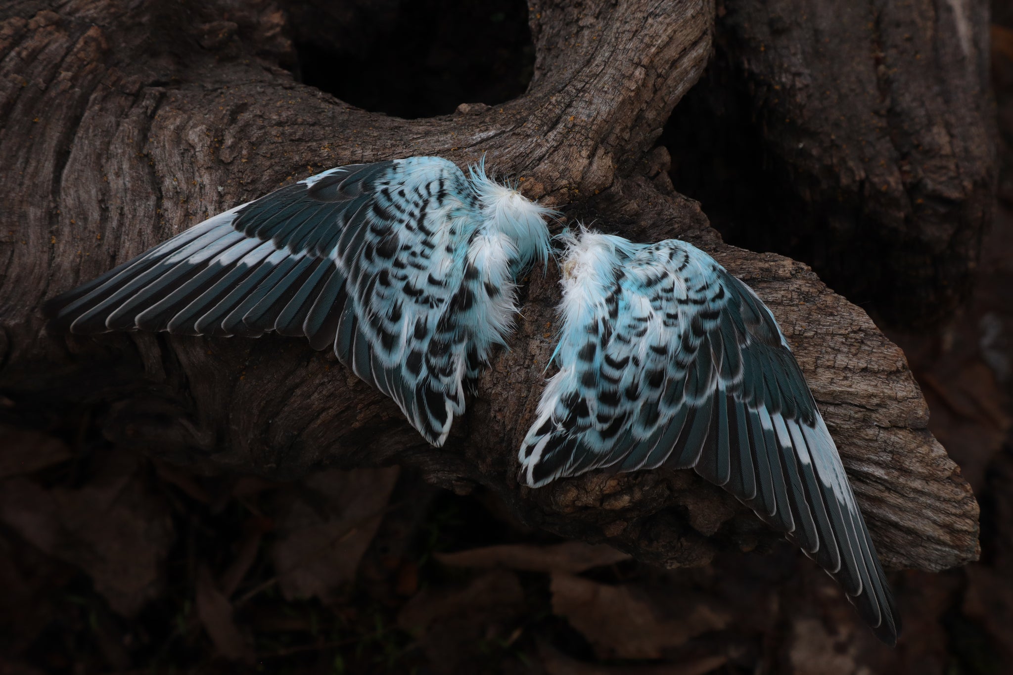 Reserved For Sammy - Dry Preserved Parakeet Wings