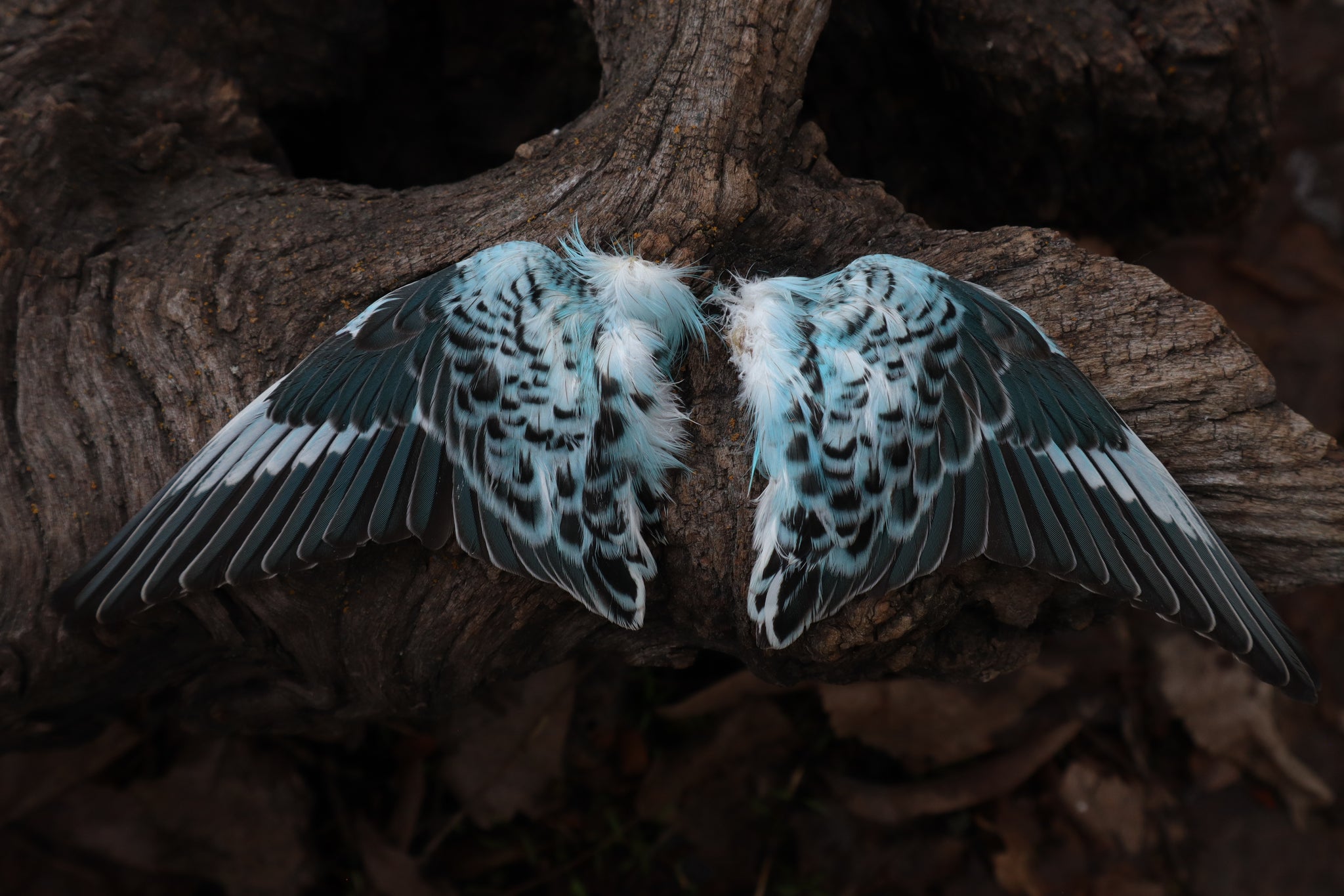 Reserved For Sammy - Dry Preserved Parakeet Wings