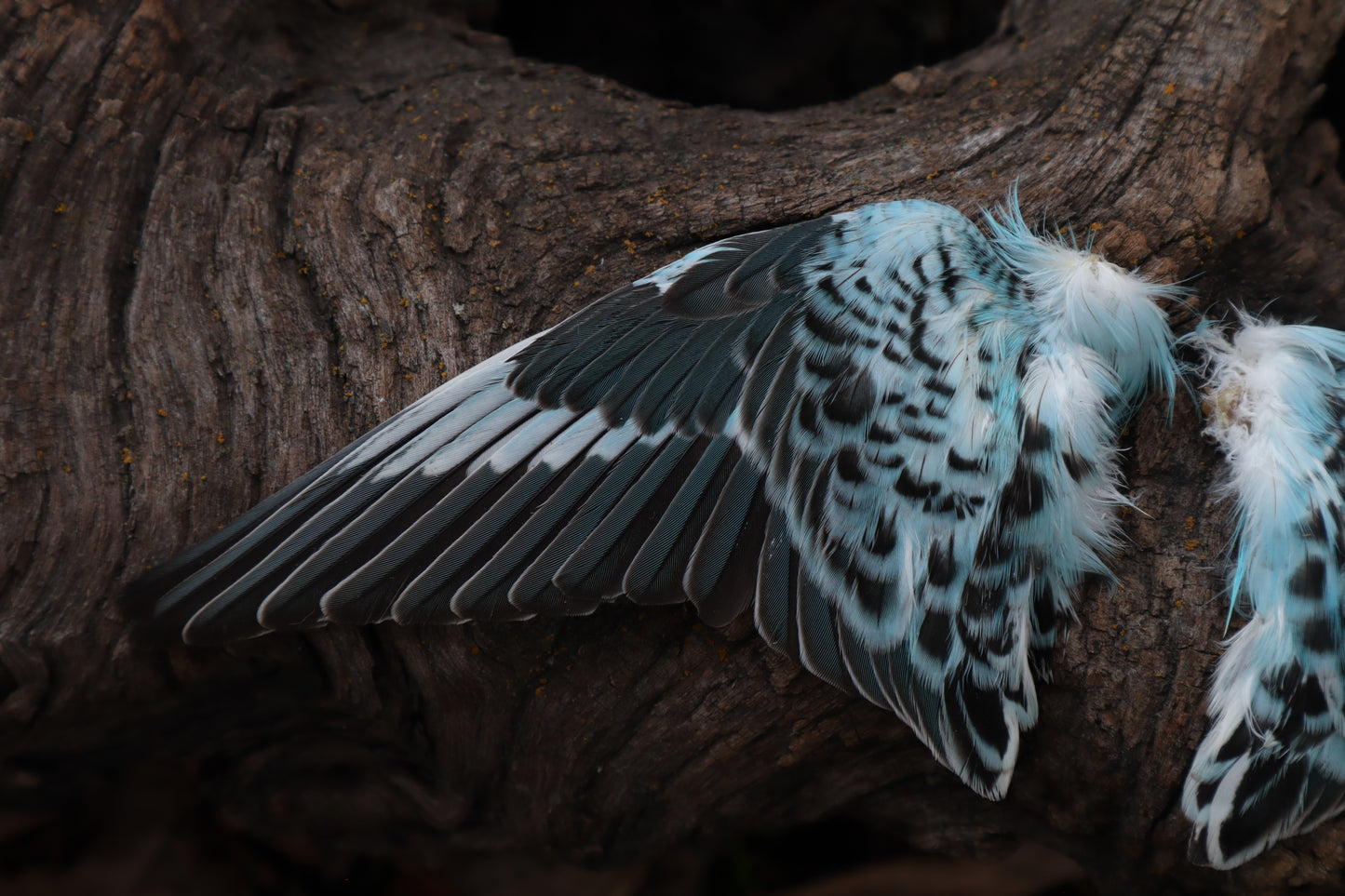 Reserved For Sammy - Dry Preserved Parakeet Wings