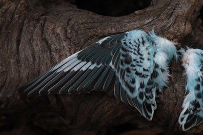 Reserved For Sammy - Dry Preserved Parakeet Wings