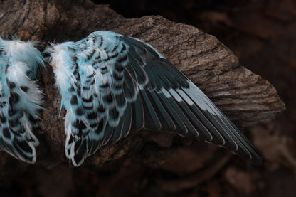 Reserved For Sammy - Dry Preserved Parakeet Wings