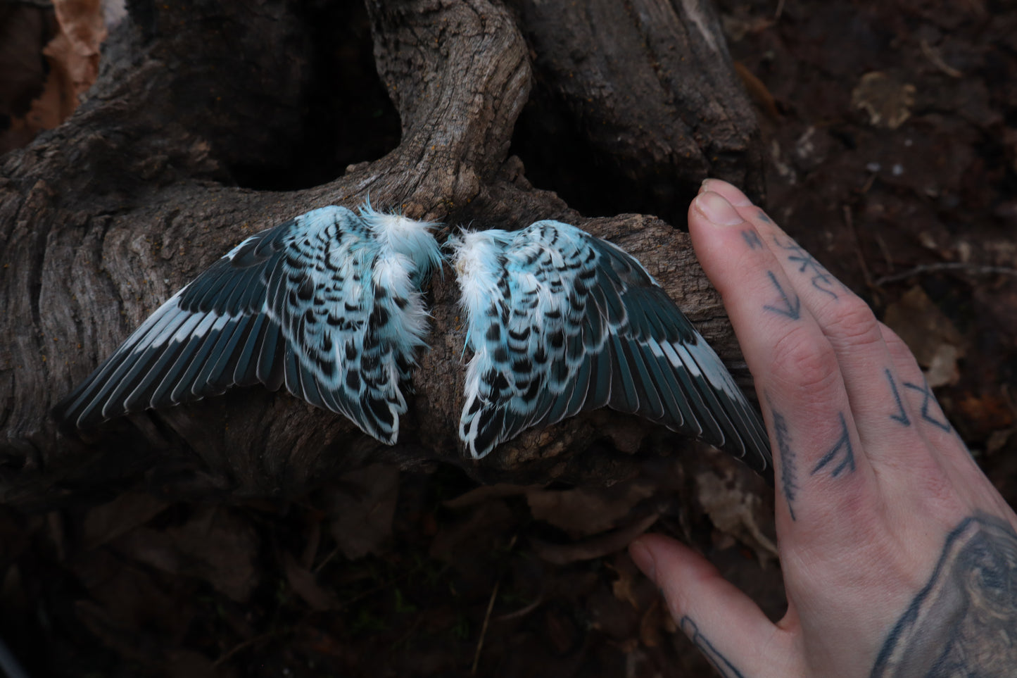 Reserved For Sammy - Dry Preserved Parakeet Wings