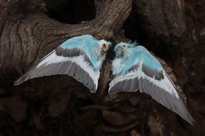 Reserved For Sammy - Dry Preserved Parakeet Wings