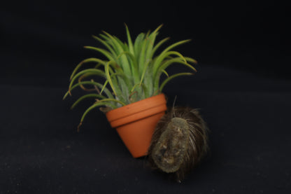 Porcupine Hand Planter with Purple Ionantha