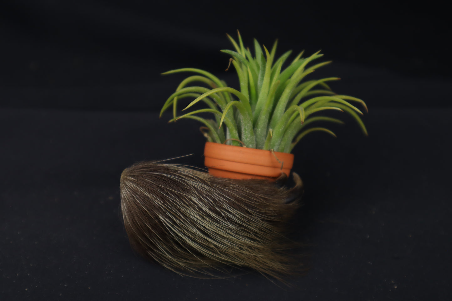 Porcupine Hand Planter with Purple Ionantha
