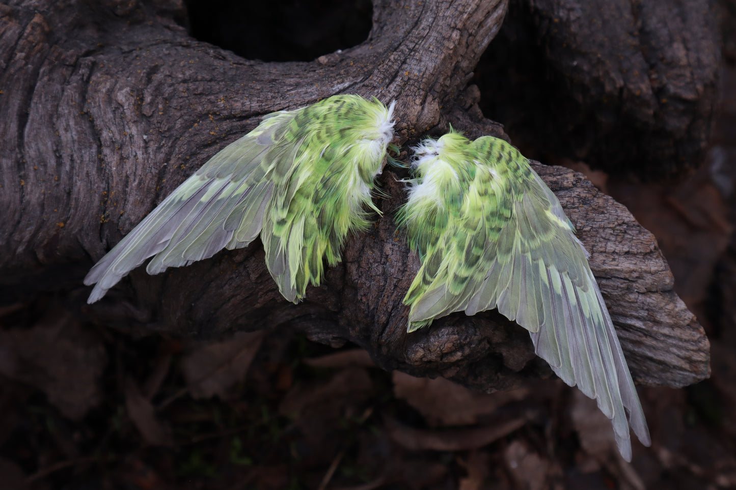 Dry Preserved Parakeet Wings