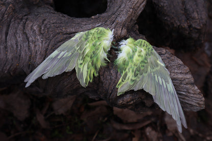 Dry Preserved Parakeet Wings