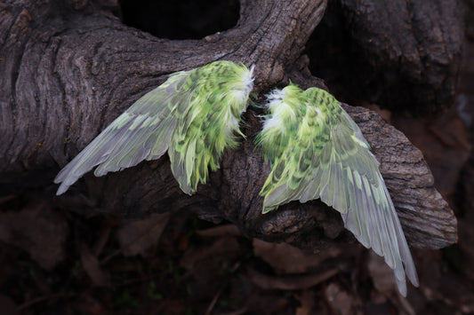 Dry Preserved Parakeet Wings