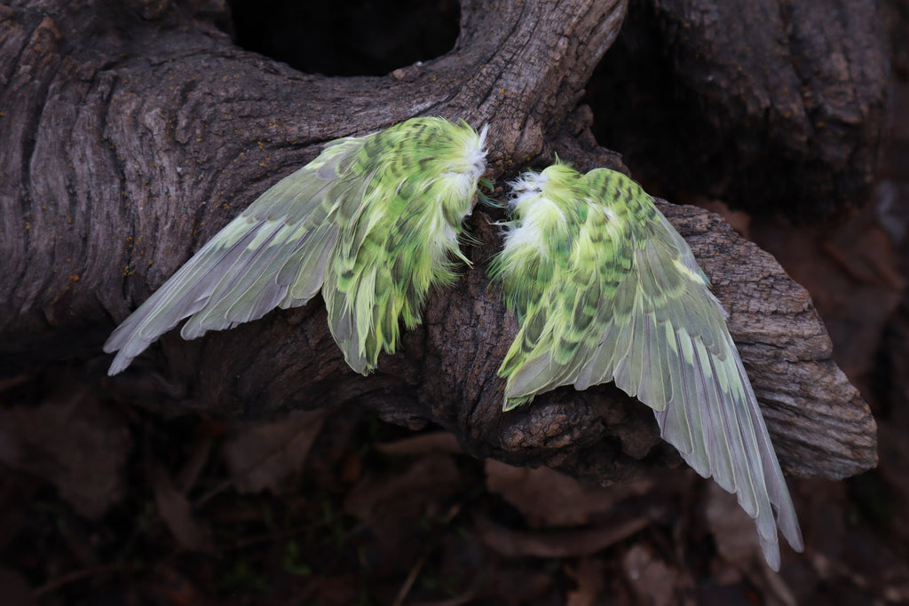 Dry Preserved Parakeet Wings