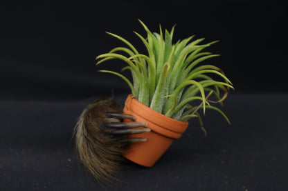 Porcupine Hand Planter with Purple Ionantha