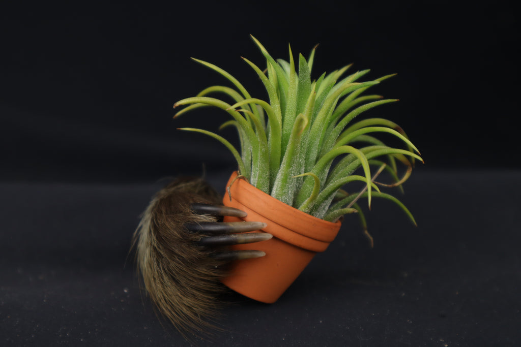 Porcupine Hand Planter with Purple Ionantha