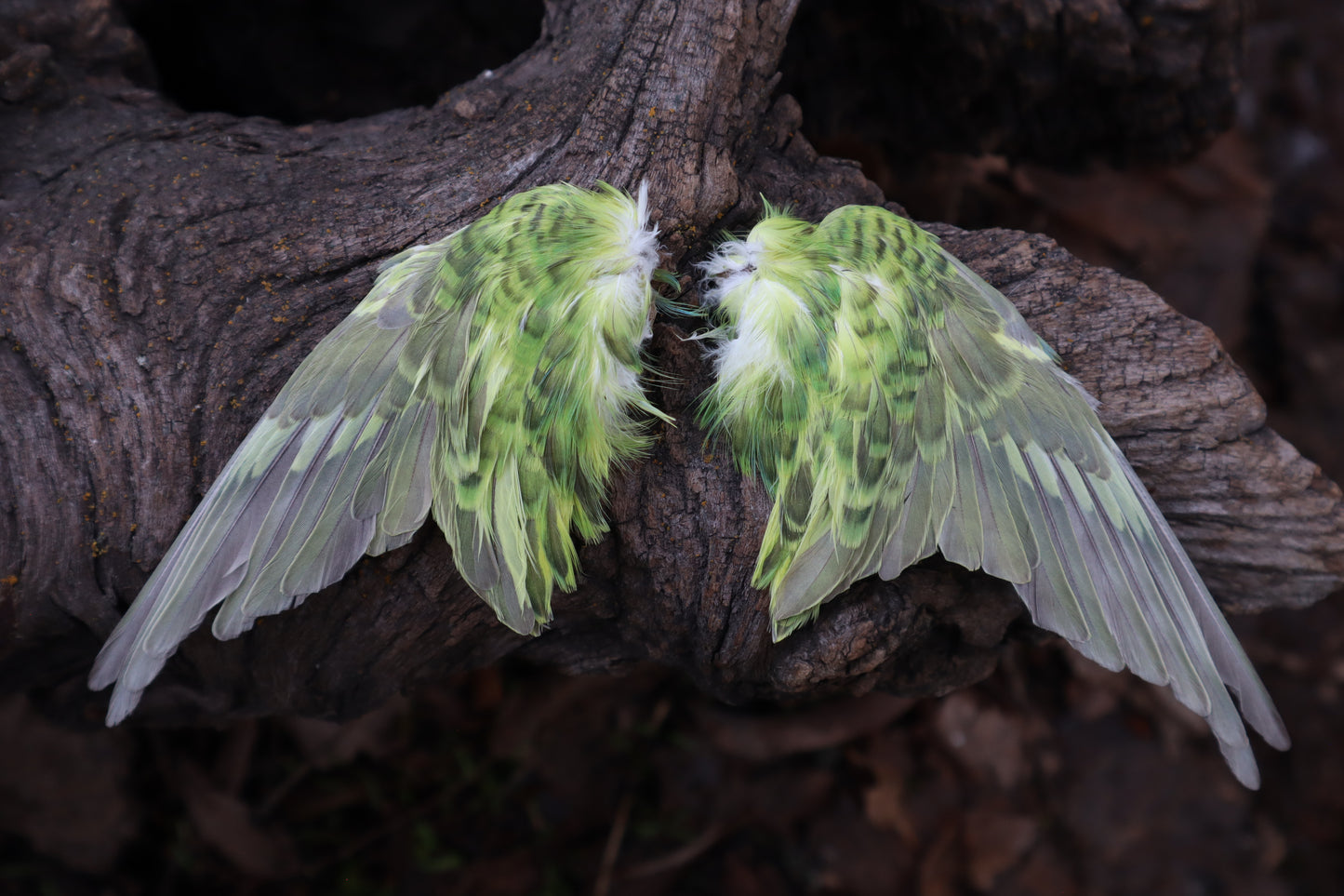 Dry Preserved Parakeet Wings