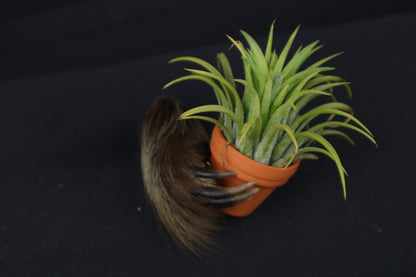 Porcupine Hand Planter with Purple Ionantha
