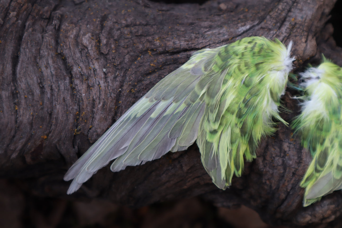 Dry Preserved Parakeet Wings