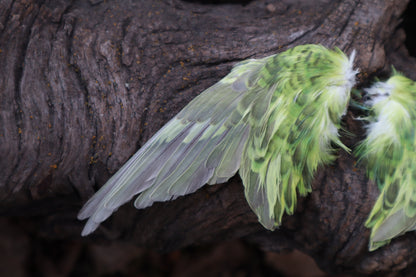 Dry Preserved Parakeet Wings