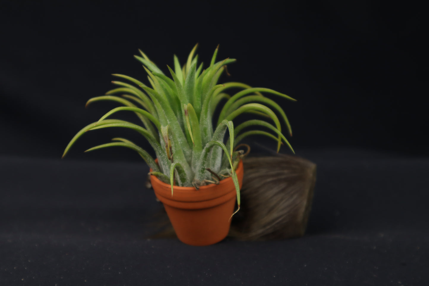 Porcupine Hand Planter with Purple Ionantha