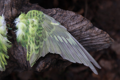 Dry Preserved Parakeet Wings
