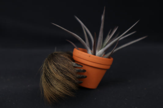 Porcupine Hand Planter with Tillandsia Jonesii
