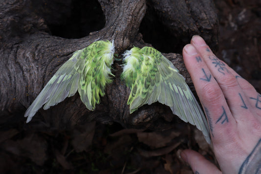 Dry Preserved Parakeet Wings