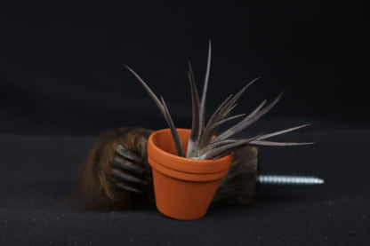 Porcupine Hand Planter with Tillandsia Jonesii