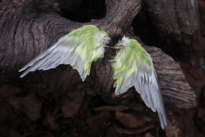 Dry Preserved Parakeet Wings