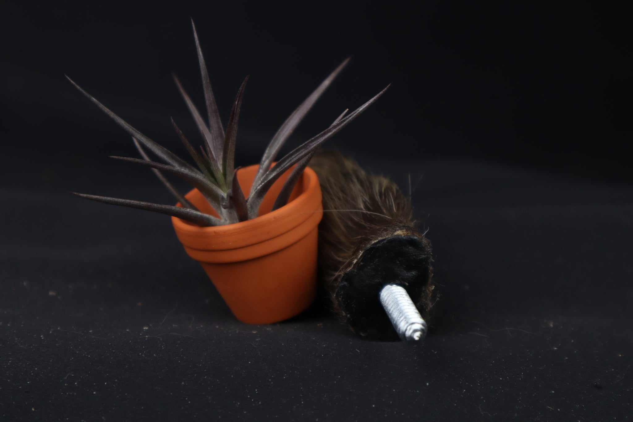 Porcupine Hand Planter with Tillandsia Jonesii