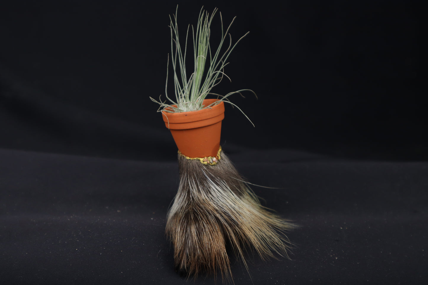 Porcupine Foot Planter with Fuchsii v gracilis