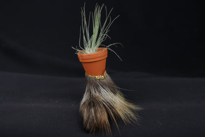 Porcupine Foot Planter with Fuchsii v gracilis