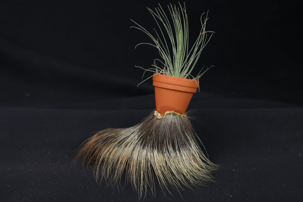 Porcupine Foot Planter with Fuchsii v gracilis