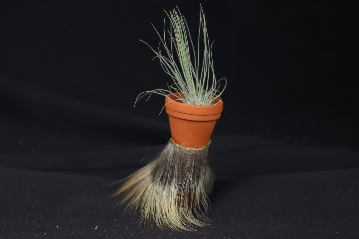 Porcupine Foot Planter with Fuchsii v gracilis