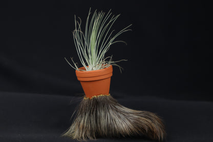 Porcupine Foot Planter with Fuchsii v gracilis