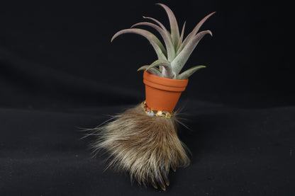 Porcupine Foot Planter with Tillandsia Capitata Peach