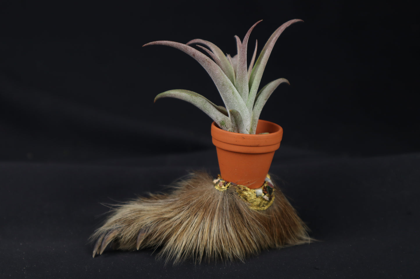 Porcupine Foot Planter with Tillandsia Capitata Peach