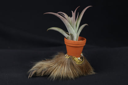 Porcupine Foot Planter with Tillandsia Capitata Peach
