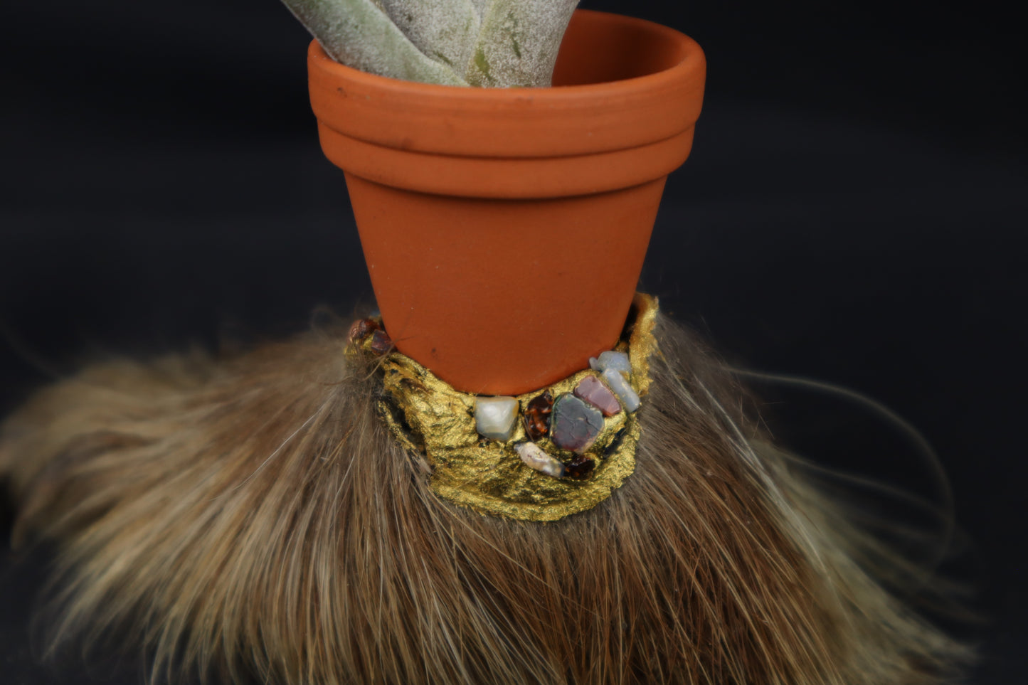 Porcupine Foot Planter with Tillandsia Capitata Peach