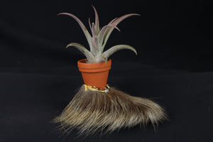 Porcupine Foot Planter with Tillandsia Capitata Peach