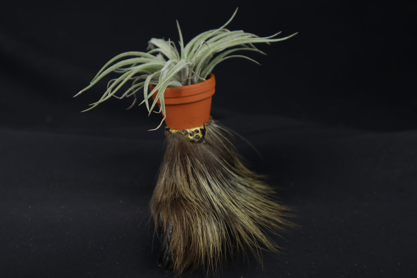 Porcupine Foot Planter with Tillandsia Plagiotropica