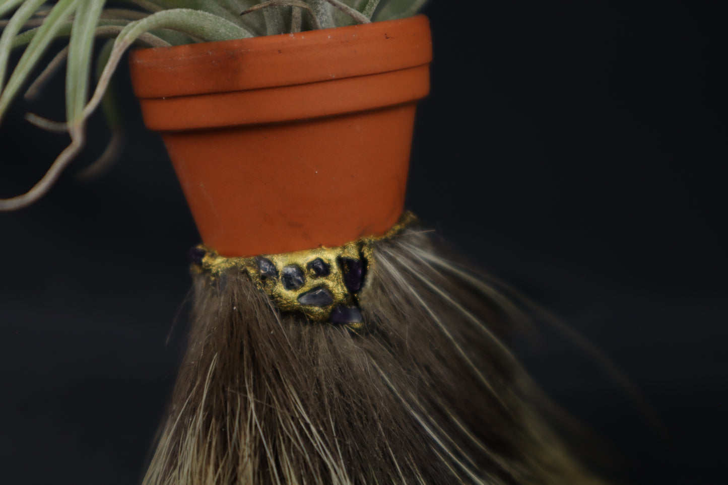 Porcupine Foot Planter with Tillandsia Plagiotropica