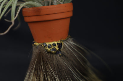 Porcupine Foot Planter with Tillandsia Plagiotropica