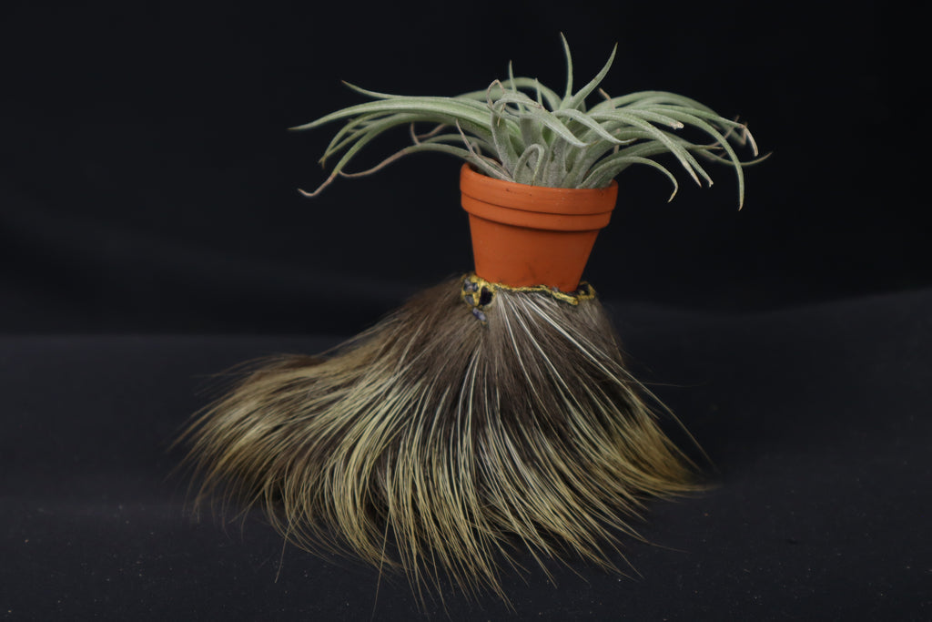 Porcupine Foot Planter with Tillandsia Plagiotropica