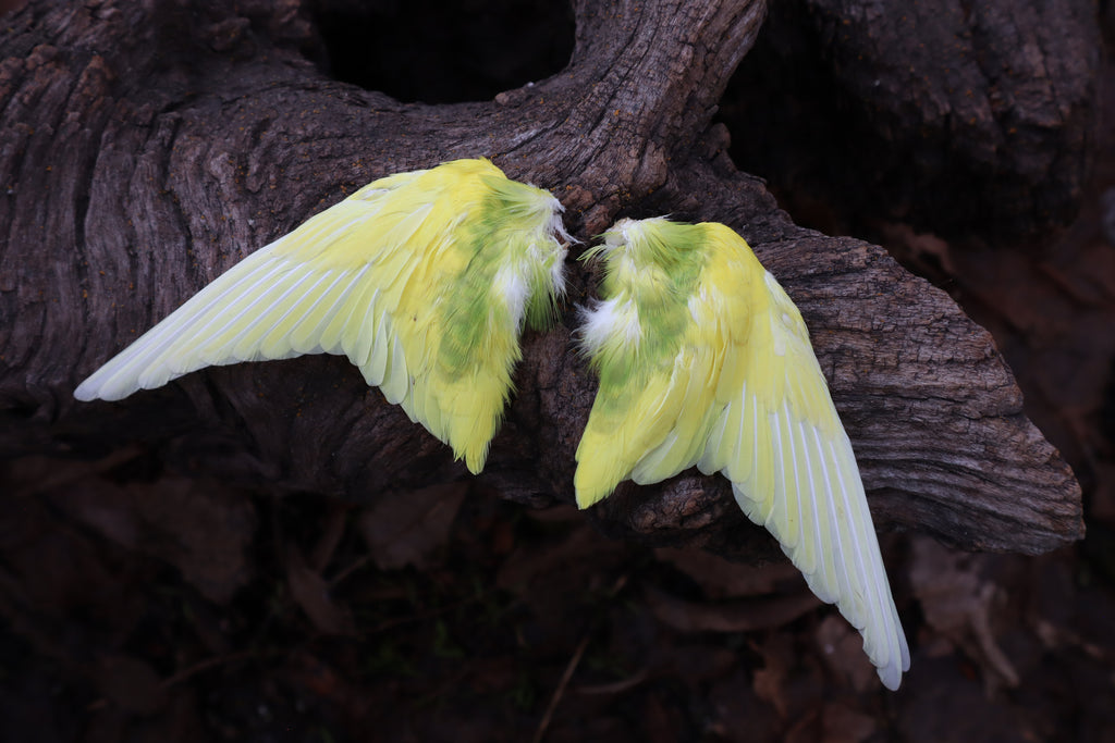 Dry Preserved Parakeet Wings