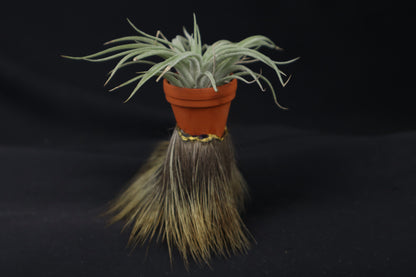 Porcupine Foot Planter with Tillandsia Plagiotropica