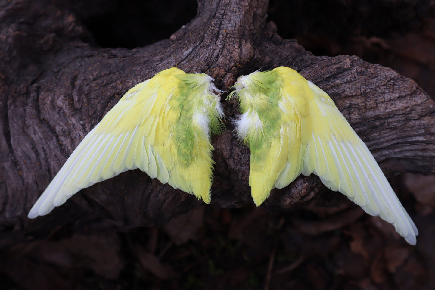 Dry Preserved Parakeet Wings