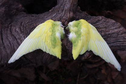 Dry Preserved Parakeet Wings