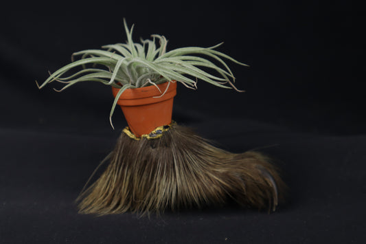 Porcupine Foot Planter with Tillandsia Plagiotropica