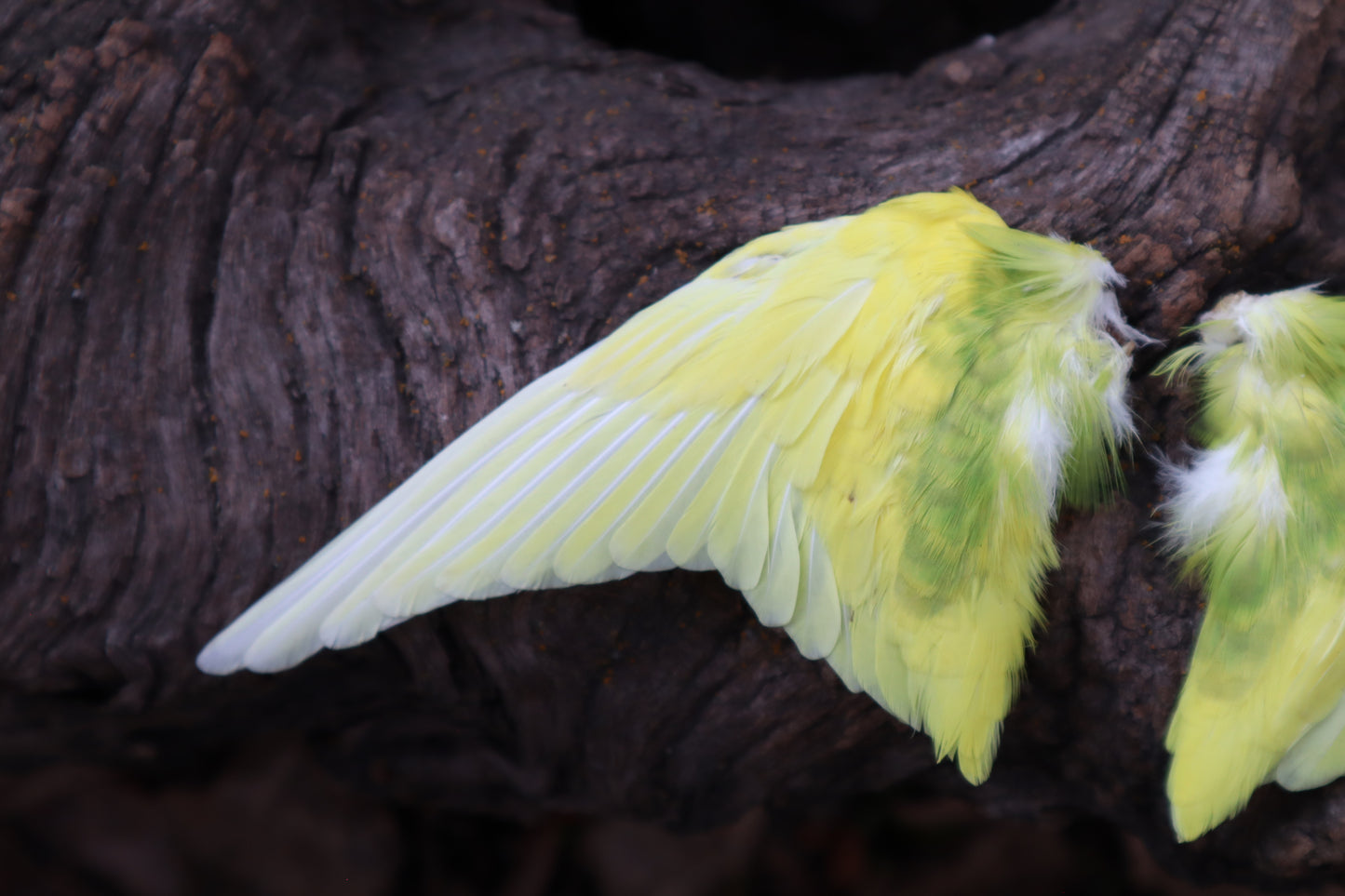 Dry Preserved Parakeet Wings