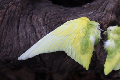 Dry Preserved Parakeet Wings