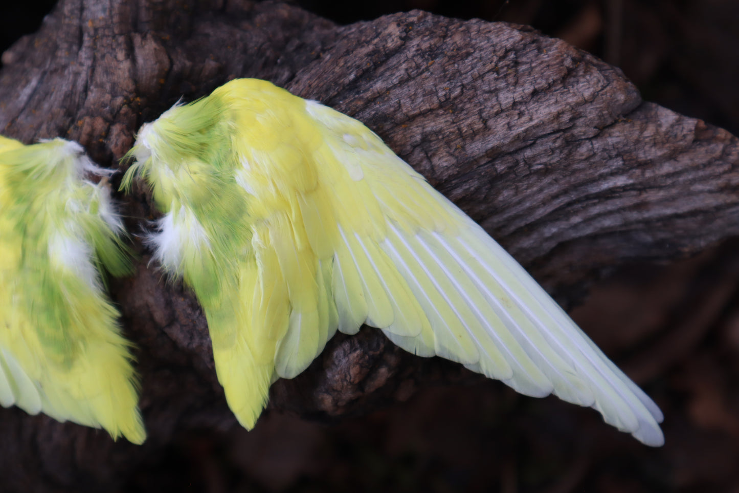 Dry Preserved Parakeet Wings