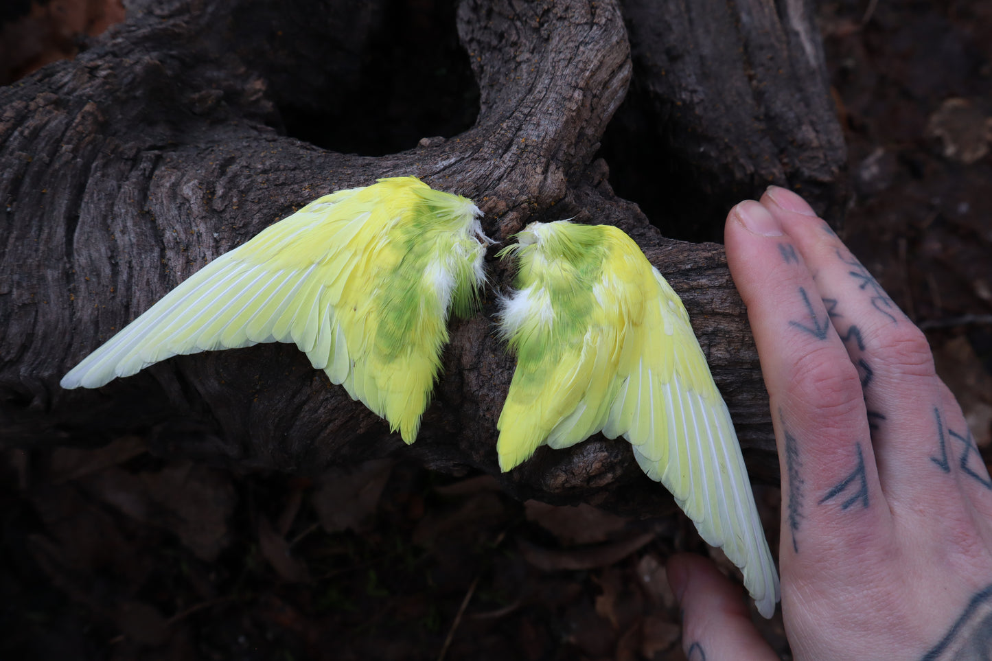 Dry Preserved Parakeet Wings